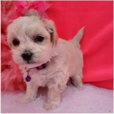 Cachorros Maltipoo de pura raza
