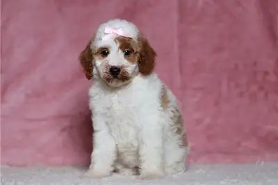 Cachorros de caniche de pura raza.