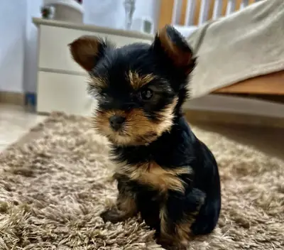 Yorkie puppies 