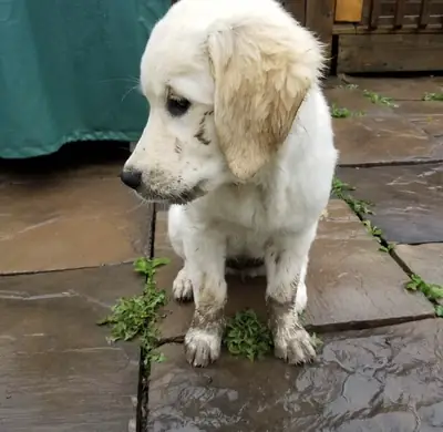 Evlat edinmek için sağlıklı Golden Retriever