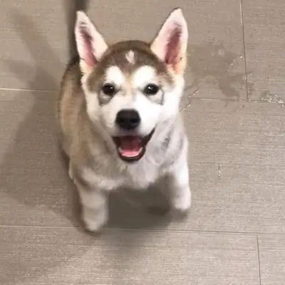 Verilecek yavru köpek