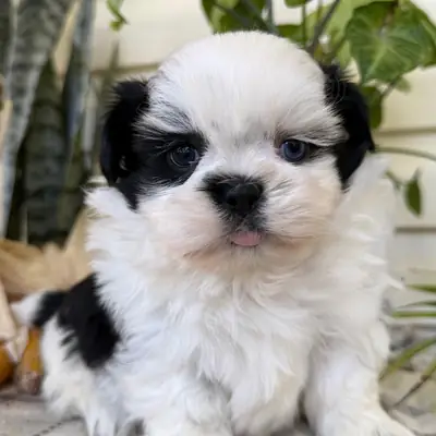 Cachorros Shih Tzu criados en casa