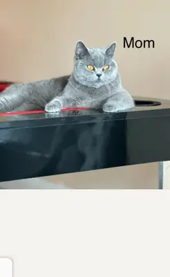 Adorables chatons British Shorthair à adopter