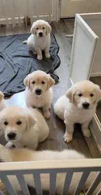 ❤️ **Cachorros Golden Retriever**