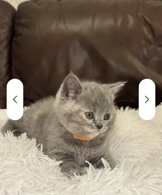Nous sommes ravis de vous proposer une magnifique portée de chatons British Shorthair de pure race,