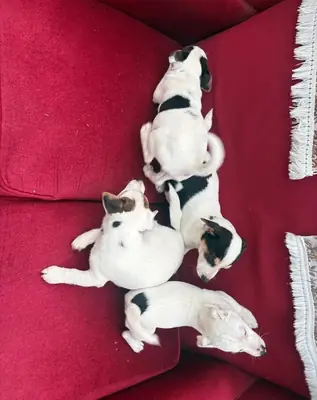 Cachorros Jack Russell