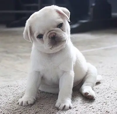 可爱的巴哥犬幼犬待售