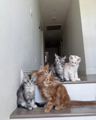 可爱的缅因猫小猫