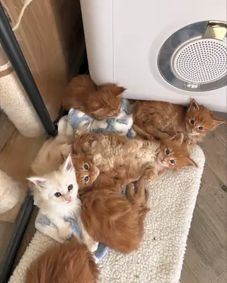 gatos Maine Coon