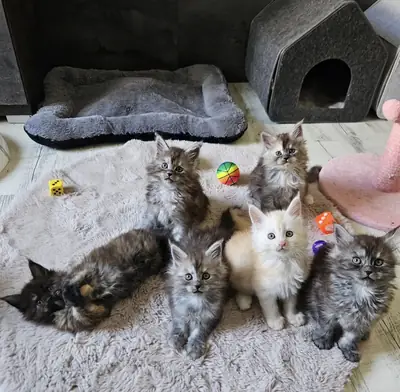 crías de Maine Coon