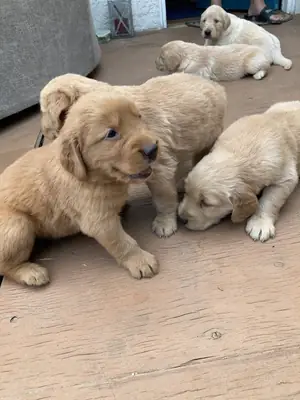 健康的金毛寻回犬幼犬寻找家庭