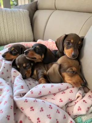 Adorables Cachorros de Teckel Buscan Hogares para Siempre