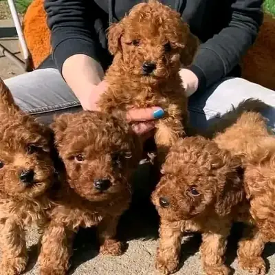 可爱的贵宾犬幼犬可供爱心家庭领养