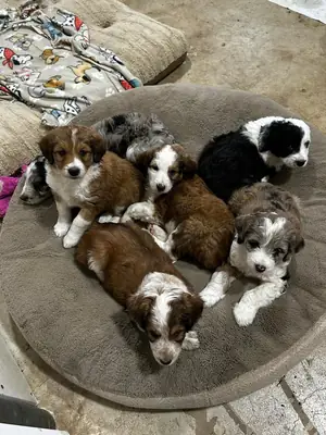 Juguetones Cachorros de Pastor Australiano Buscan Hogar