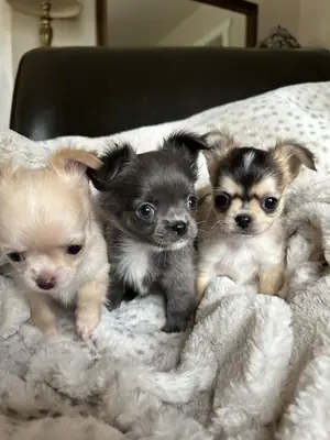 Щенки Чихуахуа Готовы к Любящим Домам