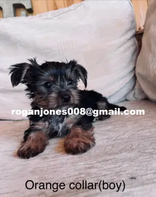 Yorkshire Terrier Yavrusu