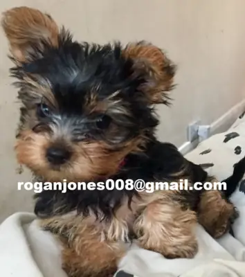 Cachorros de Yorkshire Terrier (registrados en el AKC)