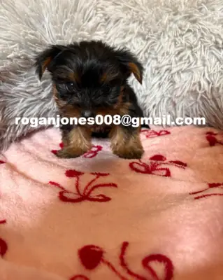 Harika Yorkshire Terrier yavruları
