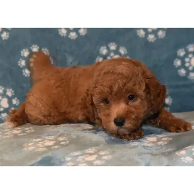 Adorable caniche toy