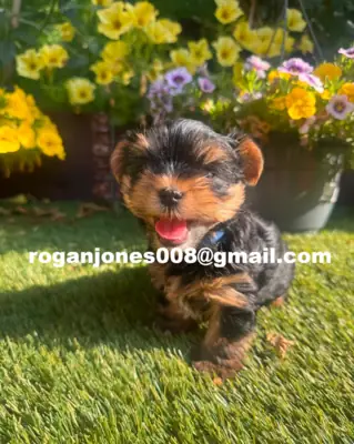 Yorkshire Terrier de race pure (mâle et femelle)
