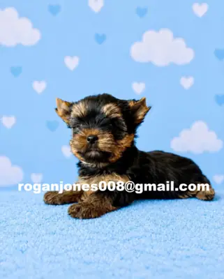 Chico de raza micro-Yorkshire Terrier