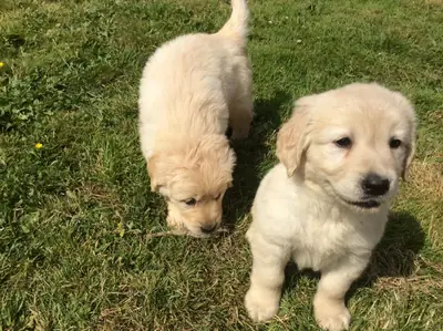 İki zeki Golden Retriever yavrusu sahiplenme için