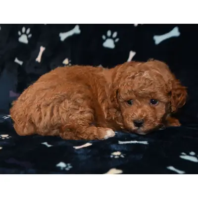 11周大的杏色（apricot）玩具贵宾犬幼犬（公母）。
