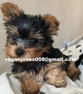 可爱的幼犬（公犬和母犬）茶杯约克夏犬品种