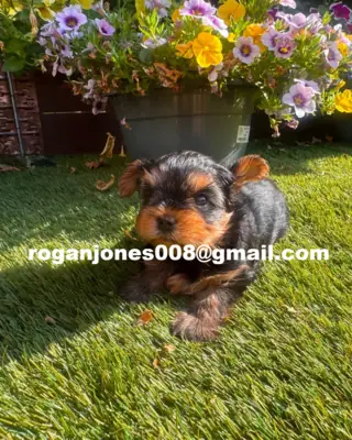 Toy-tipi Yorkshire Terrier Yavru Köpekler
