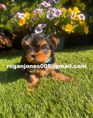 Sevimli Yorkshire Terrier