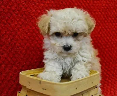 出售马尔济斯犬幼犬