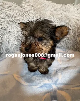 Cachorros Yorkshire Terrier de porte miniatura (Teacup e Toy) para venda