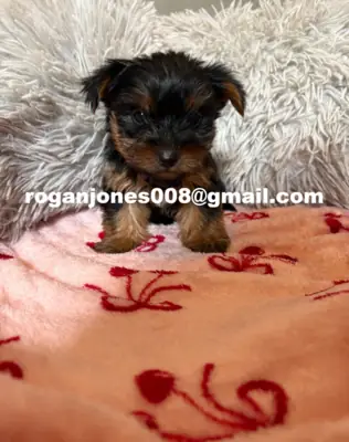 Mikro AKC Yorkshire Terrier Dişi Yavru