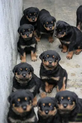 regalo rottweiler cachorros hembras