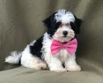 Chiots Maltipoo prêts à partir à la maison