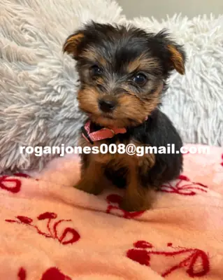 可爱的约克夏犬幼犬出售