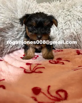 约克夏犬（Yorkie）幼犬 – 优秀的家庭宠物