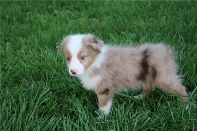 Chiots Australian Shepherd de pure race