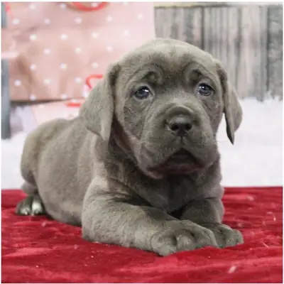 Chiots Cane Corso de pure race