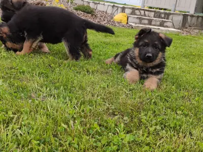Chiots bergers allemands de pure race