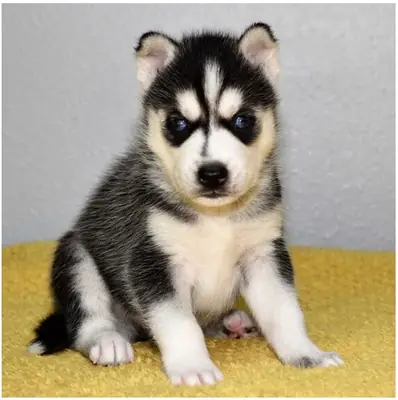 Chiots Husky sibérien de pure race
