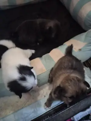 Pomeranya Yavruları Satılık.