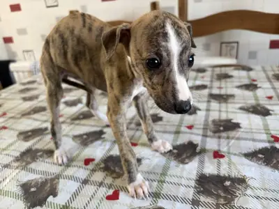 8 haftalık Whippet yavruları