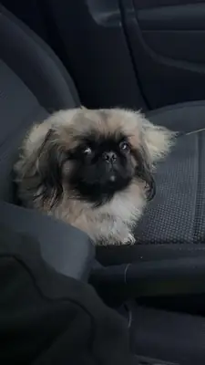 3 safkan pekin köpeği yavrusu