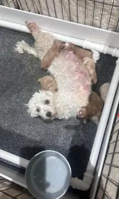 10 haftalık Maltipoo yavruları evlat edinme