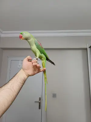 FUL EVCİL ALEXANDER KIZIMIZ