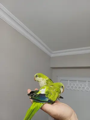 FUL EVCİL EL BESLEME BÜYÜTÜLEN BEBEK MONKLARIMIZ