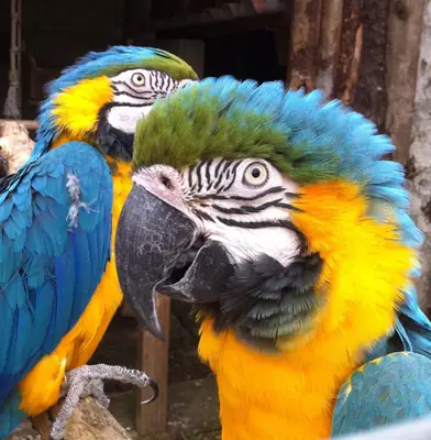 Couple de perroquet Ara 
