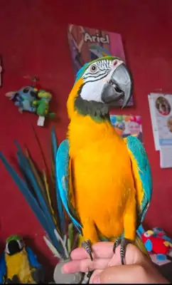 Magnifique couple Ara