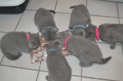 Chatons British Shorthair